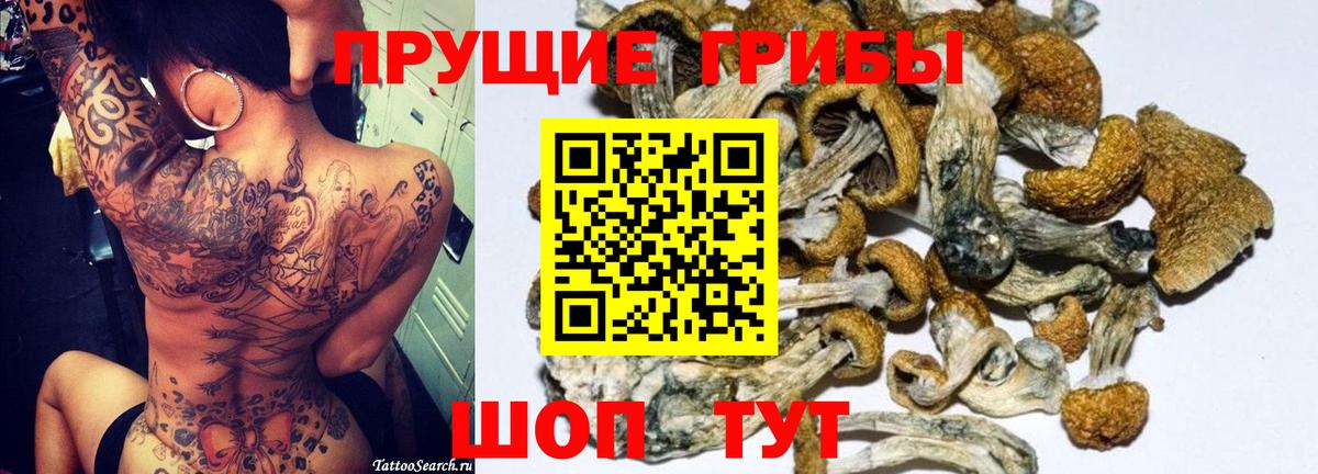 где можно купить   Вход с VPN  Саяногорск  Галлюциногенные грибы Cubensis  Псилоцибиновые грибы ЛСД 